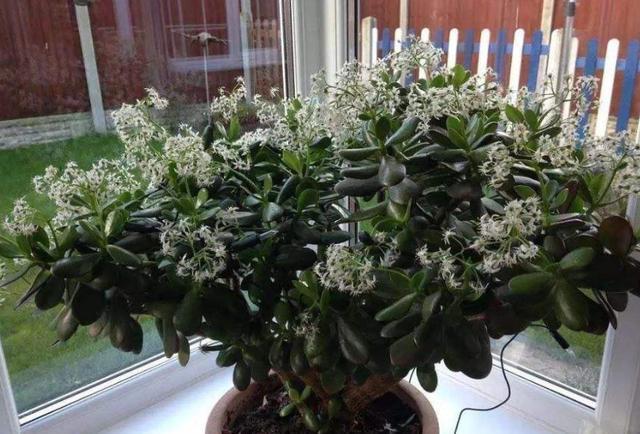 玉树不开花,“问题”就在这,做好几点,年年开满花