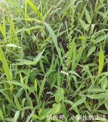 野草|农村这种长满星星的野草,对小孩疳积非常好,可惜农药太多了