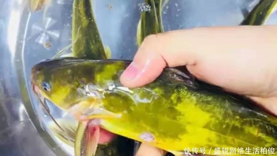 技巧|黄颡鱼再“饿”,没有换用这3个钓法技巧,你休想一钓就痛快!