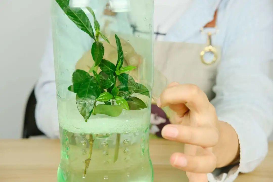 1个塑料瓶,居然有8种养花方法,省钱又好用!