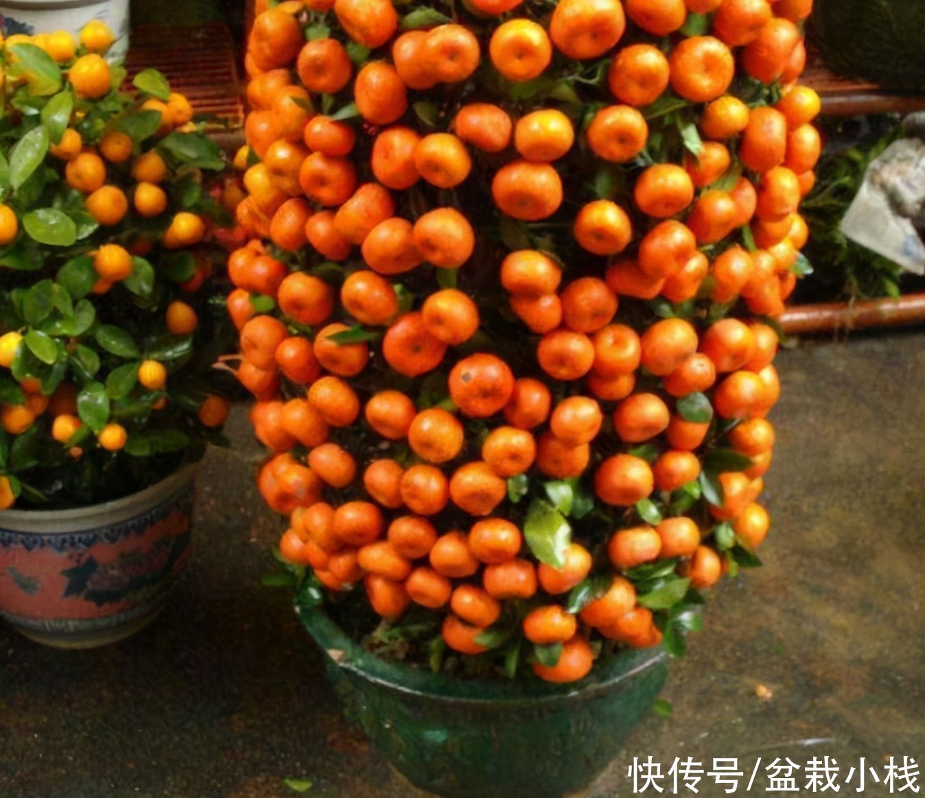 能开花也能结果,3种花养在家里,真不赖