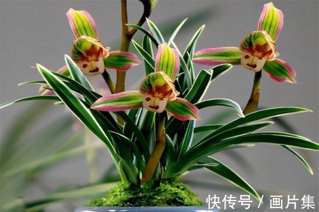 帝王妃|兰花珍品—矮种帝王妃，开花稳定，花香芬芳，文赏也可，武赏也行