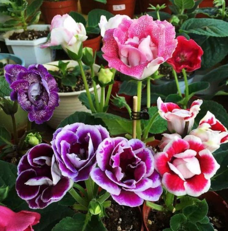 养花试试此几款,花朵小巧玲珑,花姿妖娆,美极了