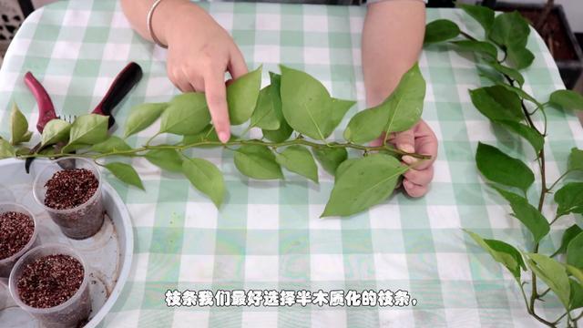 三角梅扦插有技巧,学会几点,一盆变多盆很简单