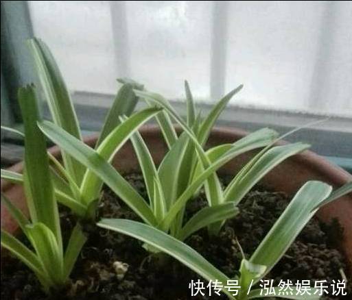 爆盆|绿萝文竹吊兰栀子花发黄枯死,气的剪成光头,一个月后居然爆盆了