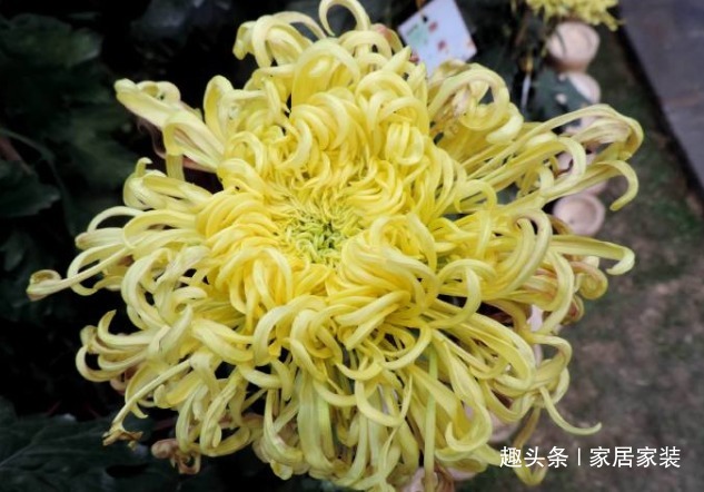 喜欢菊花,不如养盆优良名菊“盘龙舞曲”似黄发女郎,别具风韵