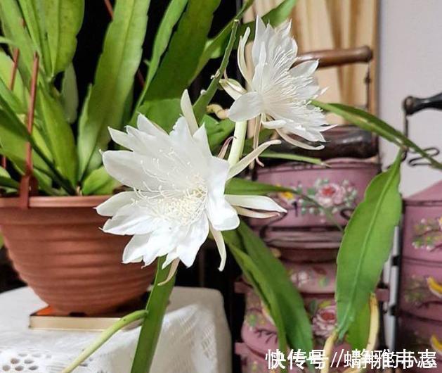 懂行的人冬天坚决不买三种花，冬天都不会买，白给也不要