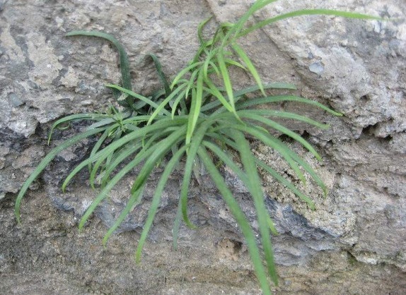 井边草|老一辈常吃，现在基本看不到的“野草”，小孩吃了智商高