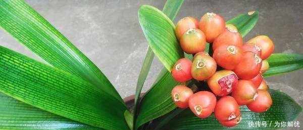 花箭|君子兰“离不开”2种水,1年换着“浇”,冒“白根”、开花多!