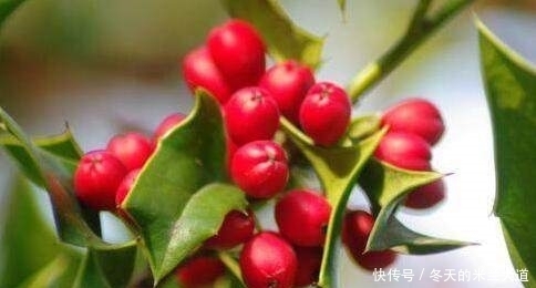 浑身|这个浑身是宝的东西,就你还养在家里当盆栽,一斤卖到几十元!