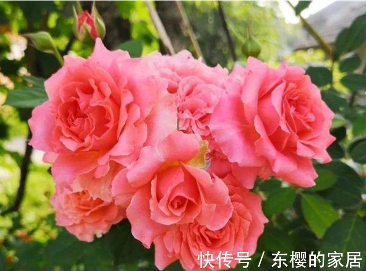 金钟花|从8月28日开始，家养此款花卉，个个开成大花球，花开芳香四溢