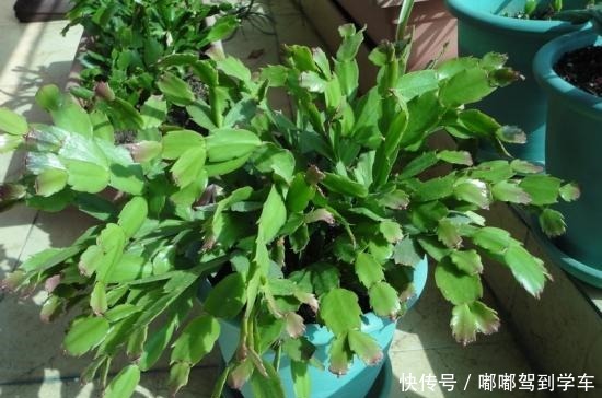 蟹爪兰还不开花这3招用上,28天就能见花苞!