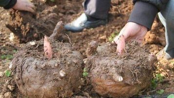 高血糖|医院不会告诉你，此物是天然的“胰岛素”，睡前吃点，省钱降血糖