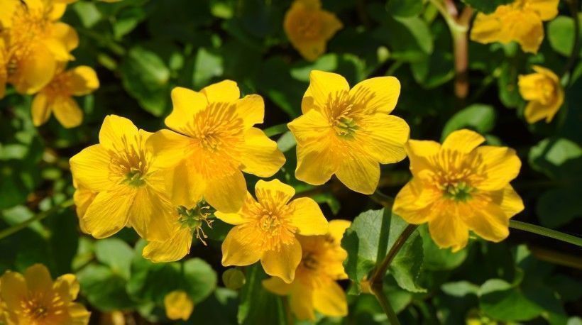 理想主义|下个月,缘分与桃花翘首凝望,收获爱情余生幸福的4大生肖