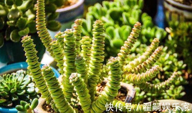 养好“钱串”就代表养好了自己的财气，夏季养护多肉有妙招