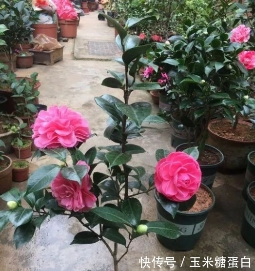 开花|很多人觉得盆栽茶花难养,没法开花,多做2步,迎刃而解