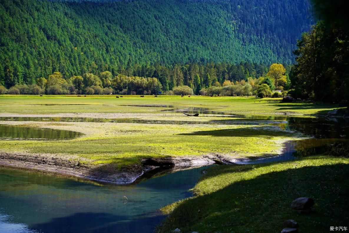 独自自驾游 欣赏最美的岗云杉林 体验环藏之旅的慢生活