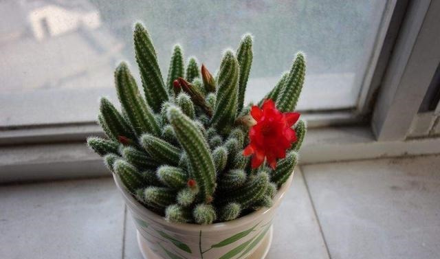 阳台养一盆此植物,不怕晒不怕旱,比仙人掌美,开出朵朵红花