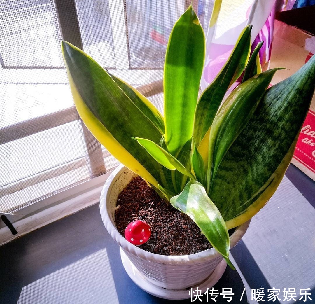 种花|这“3种花”，全都是“酒鬼”，每天喝一点，想不绿叶都难