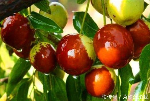 免疫力|想长寿要先会吃,3种食物不可少,排毒养颜,提高免疫力