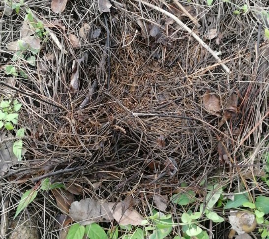 山上一种土，是养花“黄金土”，啥花吃了都疯长！