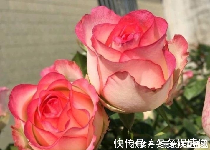 月季|4种花漂亮又好养，养在哪里都爆盆，颜值超高美极了