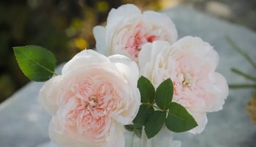  花朵|3种花人见人爱，植株低矮小巧，花开一整年，超级好养