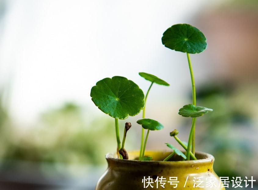 喜水花非它莫属，家中养一盆，健康又环保，简直赚到了