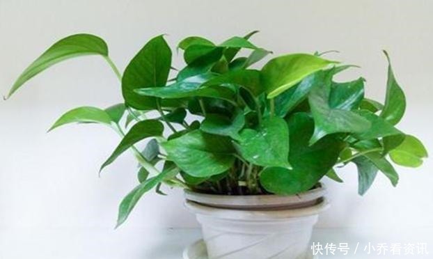 厨房一种的养花宝,比柳树皮都易得,效果不比柳树皮差