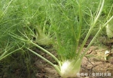 小茴香|女人常吃此物,子宫越来越干净,不想满脸皱纹可以试试