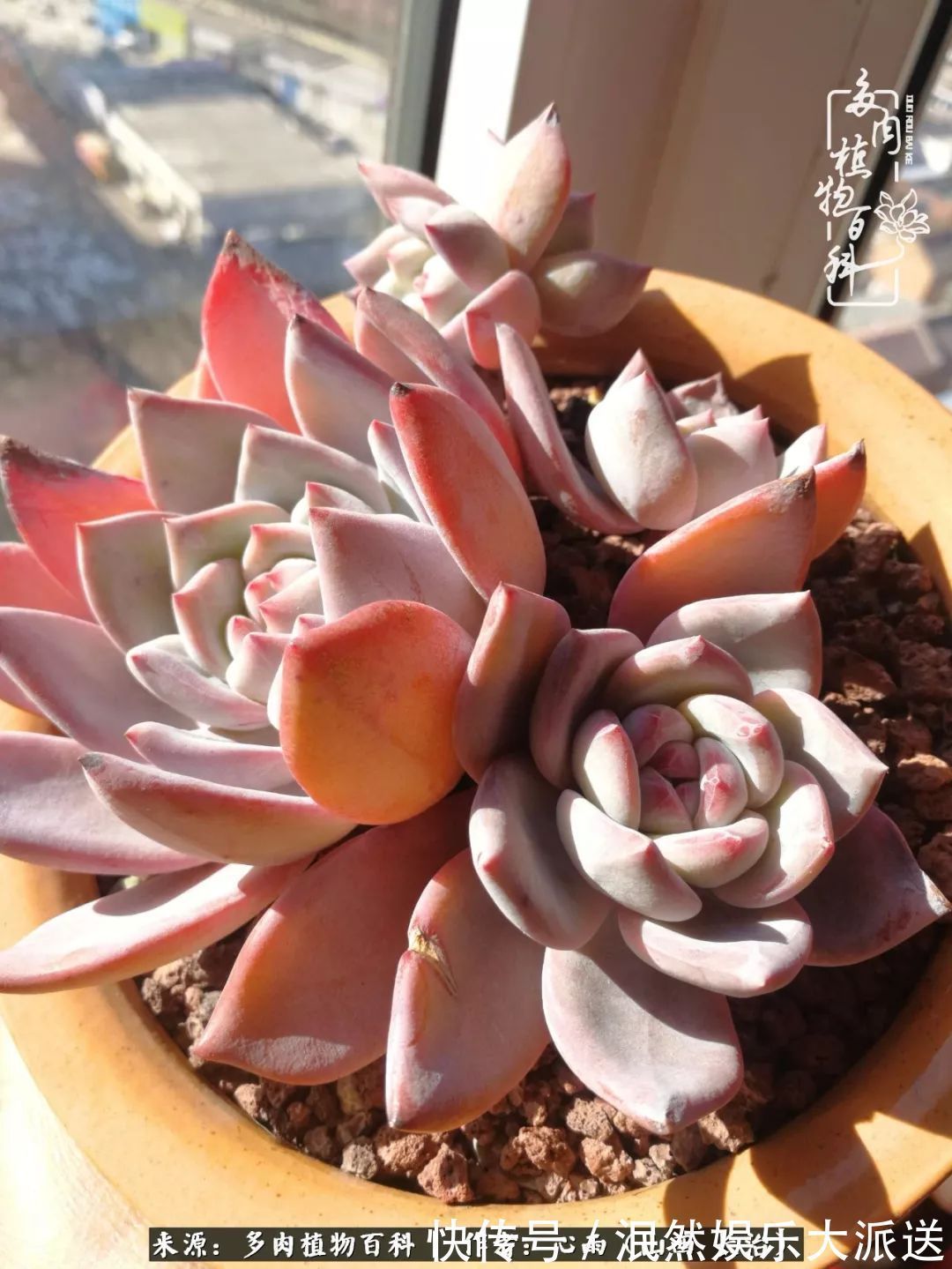 蚧壳虫|为肉痴狂!多肉植物也会用最美的容颜报答我们的勤劳付出!