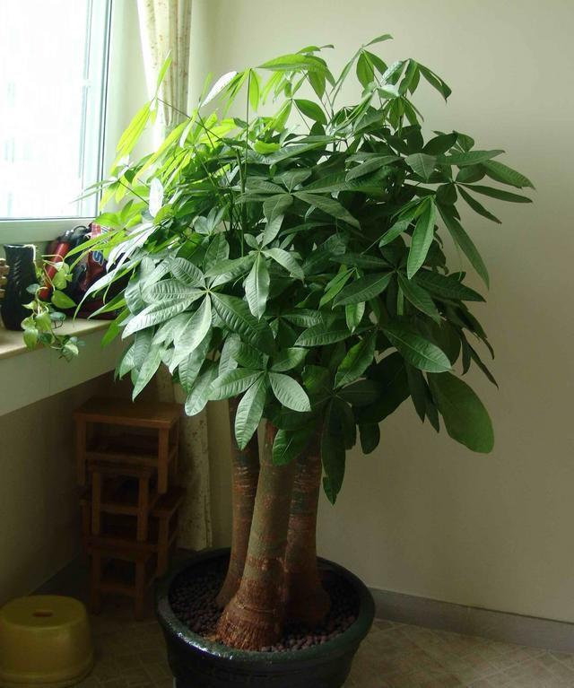 这5种花有“招财”寓意，养在家里有福气，适合财源广进的生意人