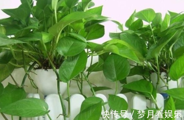 守望幸福|俗语“一棵绿萝七个鬼”,是什么意思家里卧室能不能养绿萝