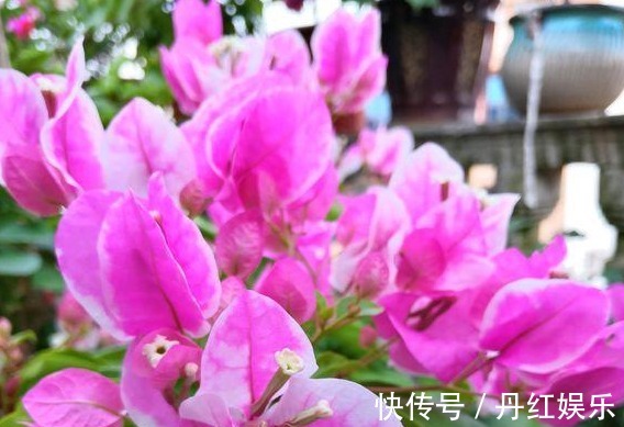 光照|养花就养这种惊艳的,花开之际,苞片姹紫嫣红,养在阳台,美爆了