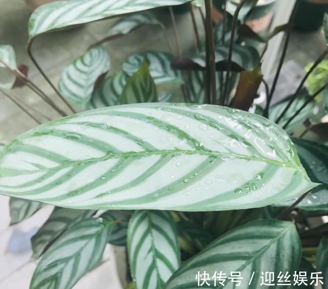 她家从不养绿萝,就养4种“颜值花”,叶子比花还好看