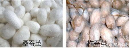 真丝到底贵在哪最专业的“真丝面料”解析，不懂真丝别说你会穿