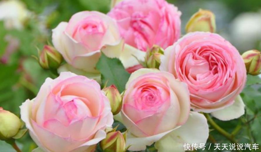 家养这些植物,阳台开出花海,花开媲美玫瑰,花朵姿态万千,美