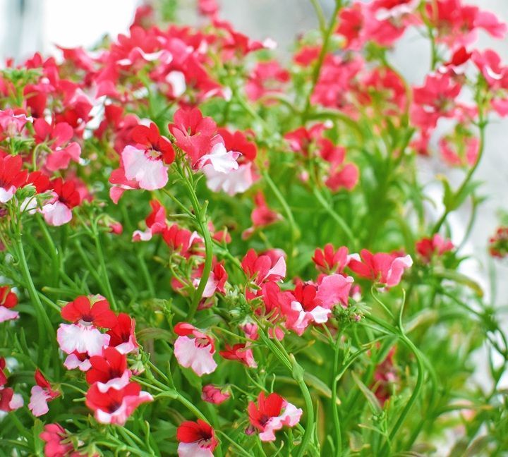 养花试试这几款,花朵美丽优雅开放频繁