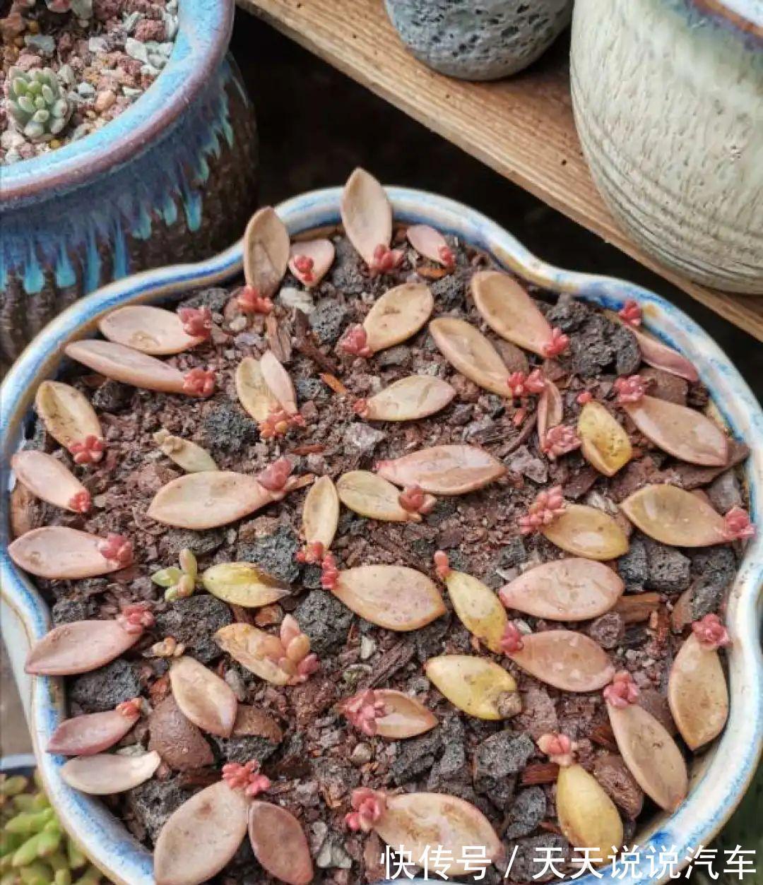 一个多肉小叶片，3个月后养爆盆，咋养的