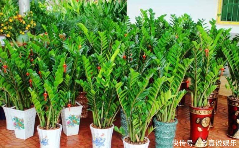 客厅养花“条条是框,处处是坑”2种镇宅树,客厅再小也要养