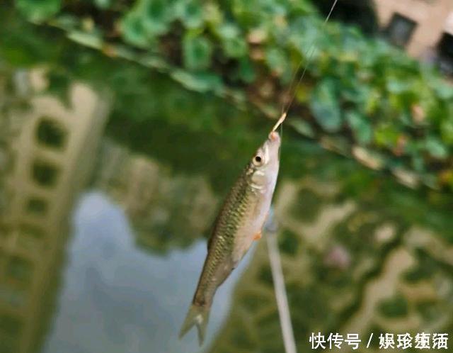 鱼盲钓了一百多条小草鱼,回家准备养起来,却成了村里的笑话