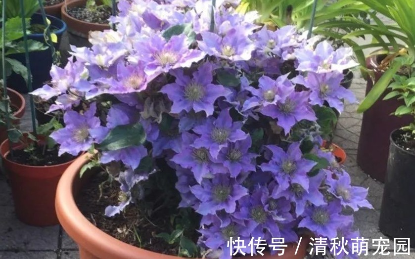 花土|喜欢垂盆养花,切记养些铁线莲,这么照顾好看又好活