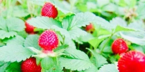 想身体变好，春天吃的食物，预防衰老，滋补养颜，女人肌肤更细腻