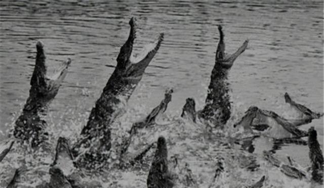 鳄鱼|二战末期,逃到兰里岛上的1000多名日军,为何被鳄鱼吃光?