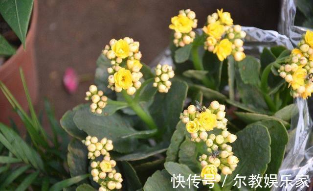 长寿花“长寿”，这几点不注意，照样掉叶子整棵死翘翘