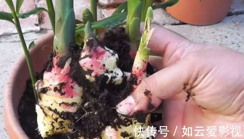 晾晒|吃不完的老姜这么一盆栽,来年就能收获新姜,平时堪当驱蚊剂