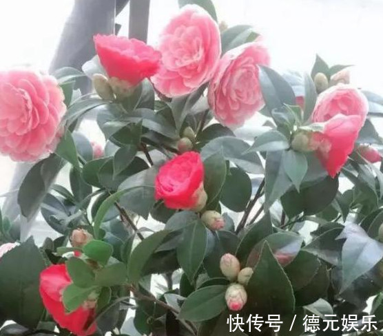 养茶花,学会“6点”你就是高手,不再黄叶掉蕾,年年开花不断!