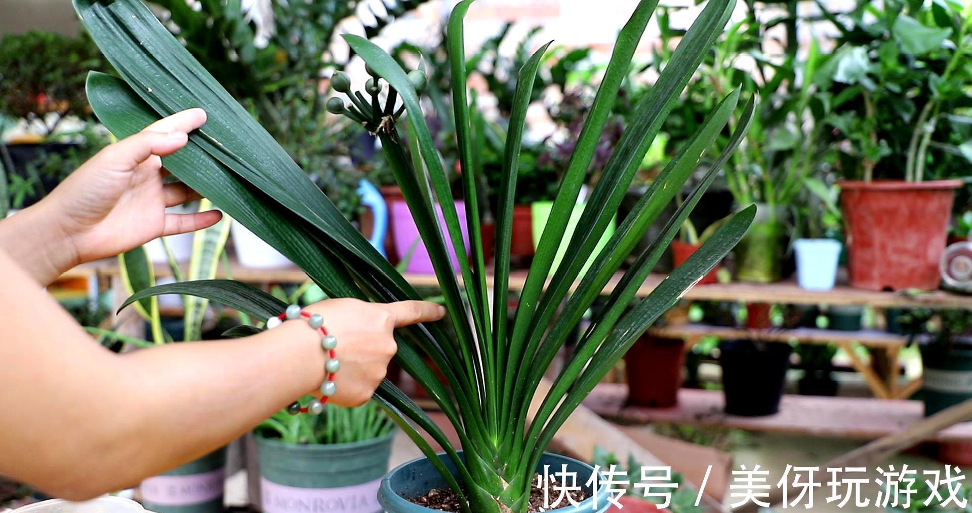 “顽固”君子兰，八年不开花？打开4个“小开关”，满盆花箭乱窜