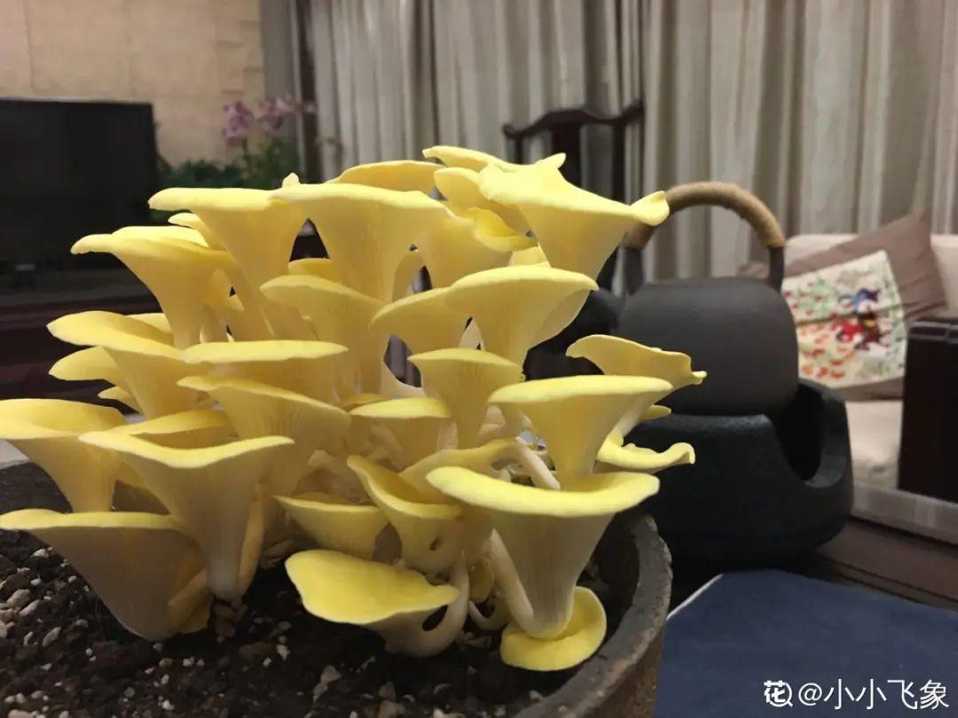 阳台养这10种菜,长得快、结果多,全家都够吃!