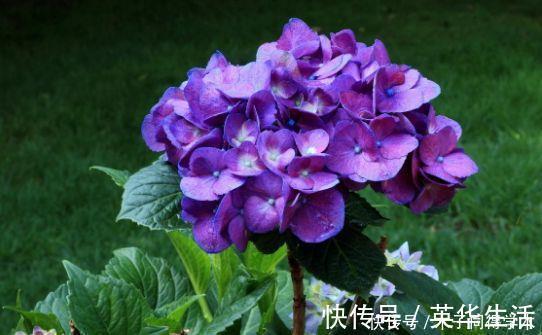 牡丹|4种花漂亮不输牡丹,可盆栽种植,四季开花,很值得拥有